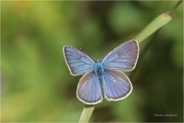 <p>MODRÁSEK LESNÍ (Cyaniris semiargus) Slovensko - Volovské vrchy ----- /Mazarine blue - Rotklee-Bläuling/</p>